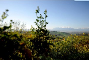 almond rural area